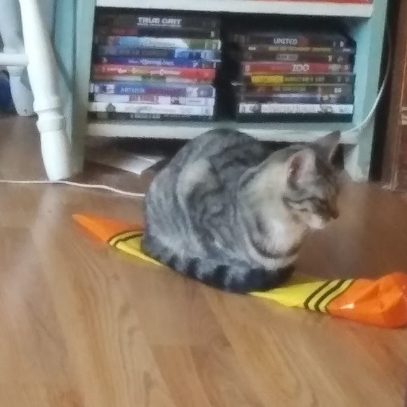 Meet your Posher, Sadie - Picture 1 of 1